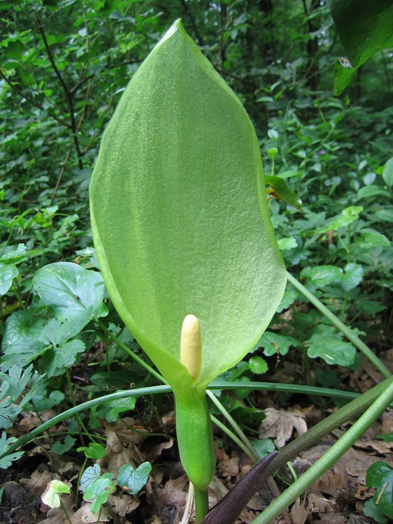 Arum italicum